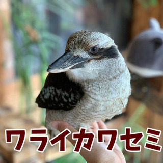 【☆ワライカワセミ里親様募集中！】大事に飼ってくださる方からのご応募、お待ちしております！ - その他
