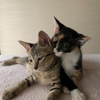 生後3カ月くらいです(一旦募集停止してます)