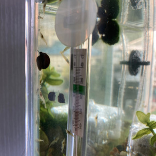ミナミヌマエビ10匹＋ヒメタニシ2匹の画像