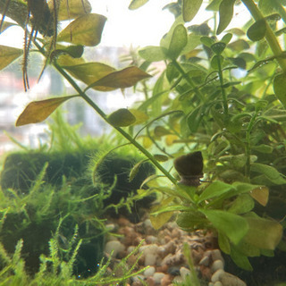 ミナミヌマエビ10匹＋ヒメタニシ2匹の画像