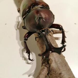 天然カブトムシ　ペア
