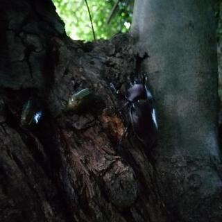 天然カブトムシ　ペアの画像