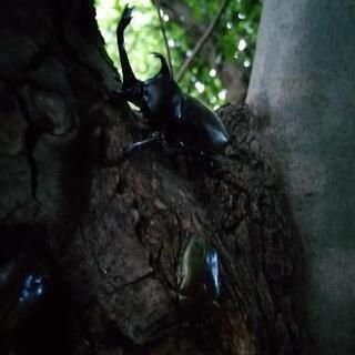 天然カブトムシ　ペアの画像