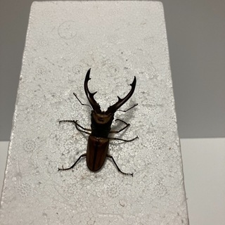 タランドゥスホソアカクワガタ①