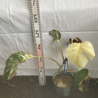 観葉植物買います　ヤシも買います