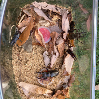 ミヤマクワガタ、ノコギリクワガタ