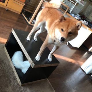 一身上の都合により  現在交渉中