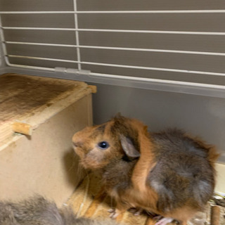 モルモットちゃん