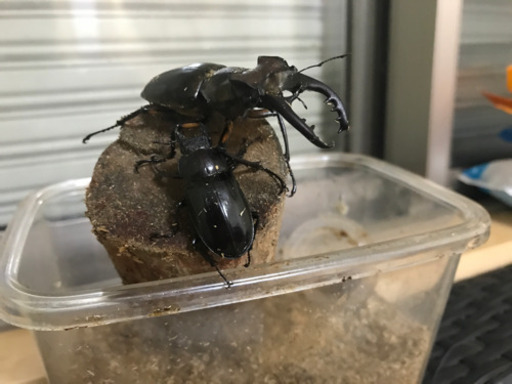 ミヤマクワガタ　オス1匹、メス2匹　ありがとうございました。取り引き完了いたしました。