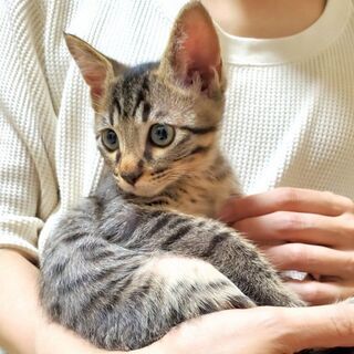 プリンスレオくん❣ - 生駒市
