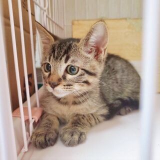 プリンスレオくん❣ - 猫