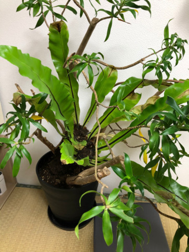 観葉植物差し上げます。