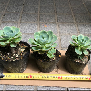 多肉植物エケベリア