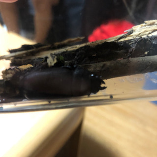 クワガタ　オス　メス　セットの画像