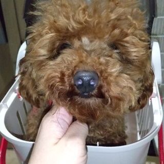 2歳のトイプードル、女の子の里親様募集です。