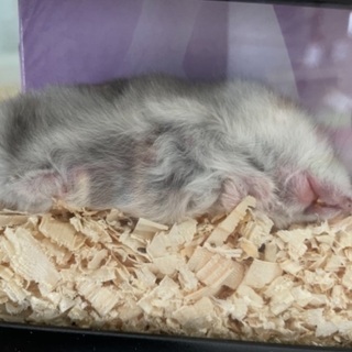 飼ってくれる方募集します