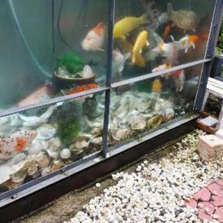 大きい水槽の画像