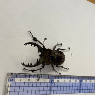 ミヤマクワガタ　コクワガタ