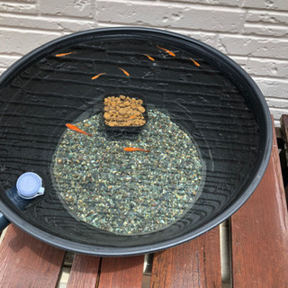 メダカ飼育ケース　睡蓮鉢　ビオトープの画像