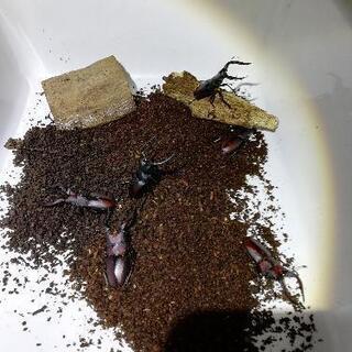 国産ノコギリクワガタのオス　現金可