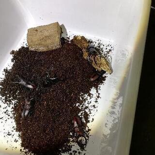 国産ノコギリクワガタのオス　現金可の画像