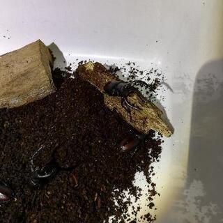 国産ノコギリクワガタのオス　現金可の画像