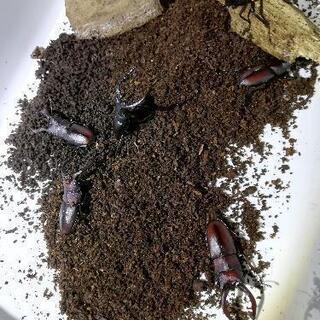 国産ノコギリクワガタのオス　現金可の画像