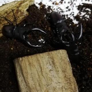 国産ノコギリクワガタのオス　現金可の画像