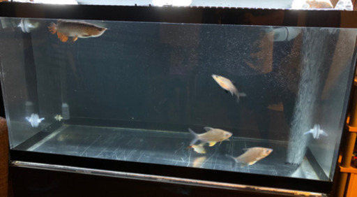 値下げ！美品！　水槽1200×600×600