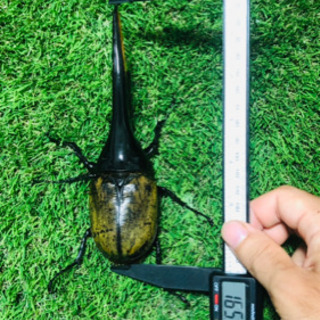 【全国配送可能】【送料無料】大型血統　amazonico ヘラクレスオオカブト　165.3ミリ　後食　1回使用　＋オマケ同血統165ミリ以上から生まれた幼虫【初令】または有精卵3匹の画像