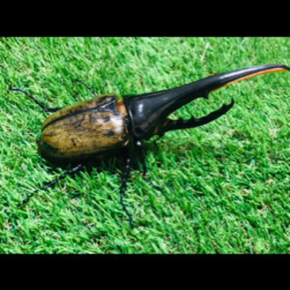 【全国配送可能】【送料無料】大型血統　amazonico ヘラクレスオオカブト　165.3ミリ　後食　1回使用　＋オマケ同血統165ミリ以上から生まれた幼虫【初令】または有精卵3匹の画像