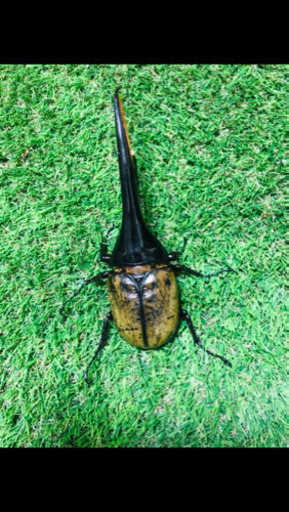 【全国配送可能】【送料無料】大型血統　amazonico ヘラクレスオオカブト　165.3ミリ　後食　1回使用　＋オマケ同血統165ミリ以上から生まれた幼虫【初令】または有精卵3匹