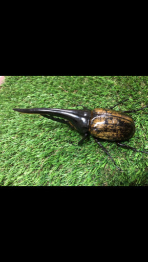 【全国送料無料】【送料無料】大型血統　amazonico ヘラクレス　164.5ミリ　後食　1回使用＋同じ血統【165ミリ以上】初令幼虫、有精卵おまけ！！