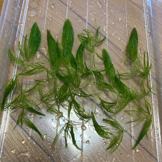 水草　マツモ　【爆殖】