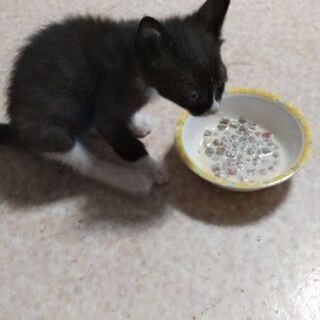 奇跡的に助かった仔猫の里親を募集します。