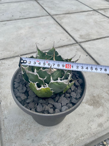 アガベ　チタノタ　白鯨