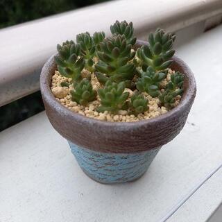 多肉植物 リメ鉢植え ホワイトストーンクロプ
