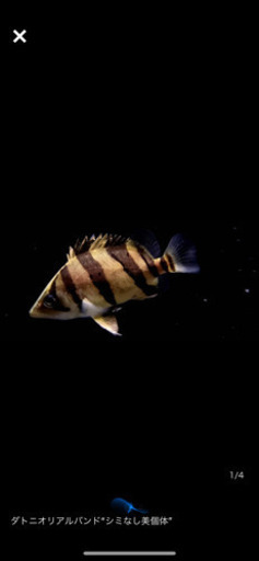 ダトニオリアルバンド
