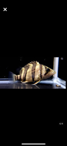 ダトニオリアルバンド