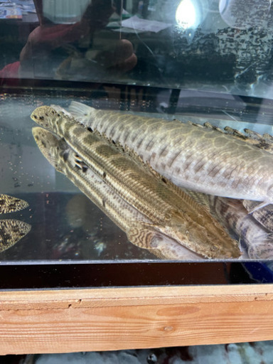 ポリプテルス　ビキールビキール