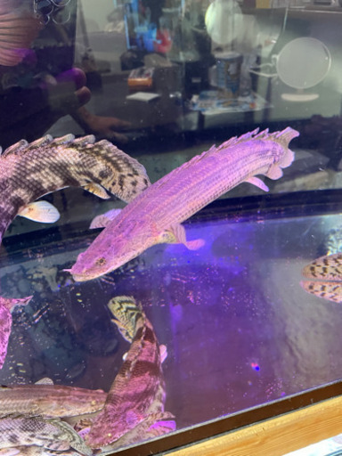 ポリプテルス　ビキールコリバ　ワイルド