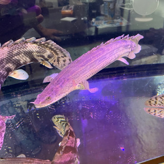 ポリプテルス　ビキールコリバ　ワイルドの画像