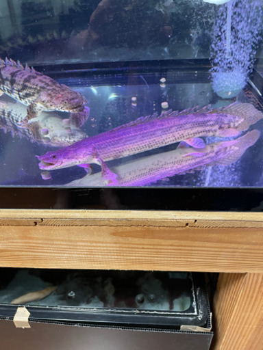 ポリプテルス　ビキールコリバ　ワイルド