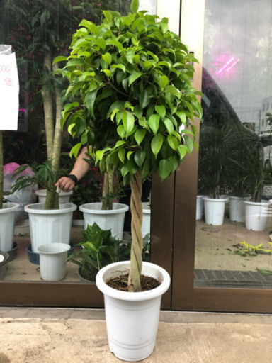 【特価】観葉植物 ベンジャミン 8号 110cm プロメンテナンス済み