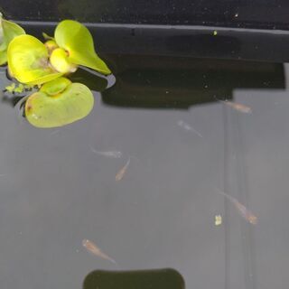 画像のメダカ万彩生まれて約10日全部を2000円