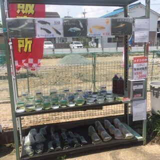 今週末17〜18日、無人古着屋MN塚口店でメダカ無人販売を開始！