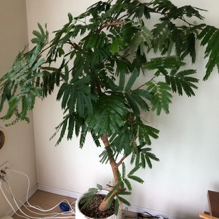 観葉植物【エバーフレッシュ】　