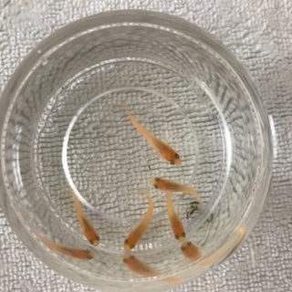 めだか　メダカ　卵、針子、稚魚、成魚　紅帝　