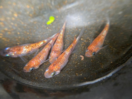 月華　　　　5匹