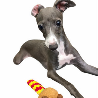 小田原住み！仲間募集◆イタグレ・小型犬◆